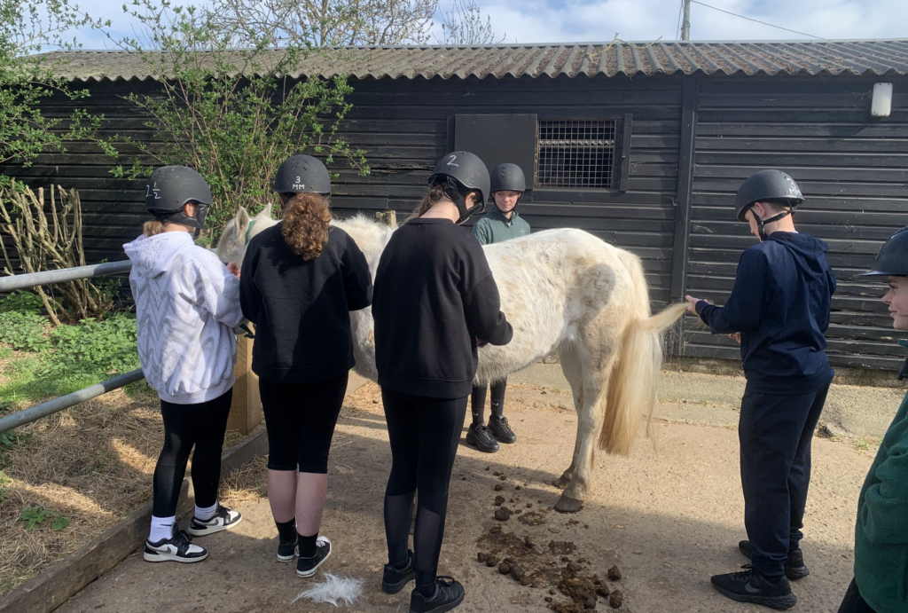 Students learning how to groom a horse